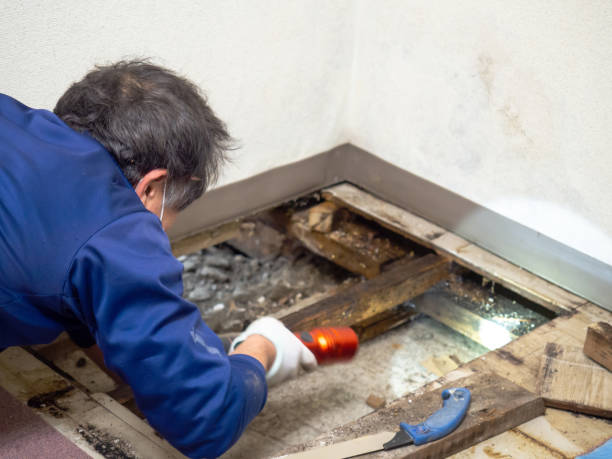 Best Mold Removal Company Near Me  in Napoleon, OH