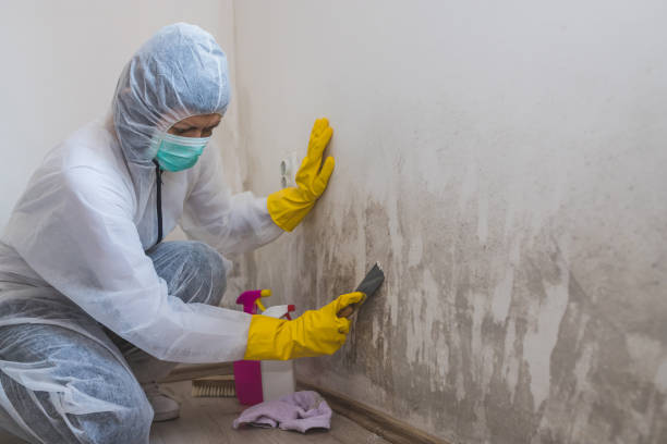 Best Residential Mold Removal  in Napoleon, OH