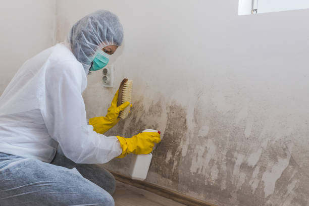 Best Emergency Mold Removal  in Napoleon, OH