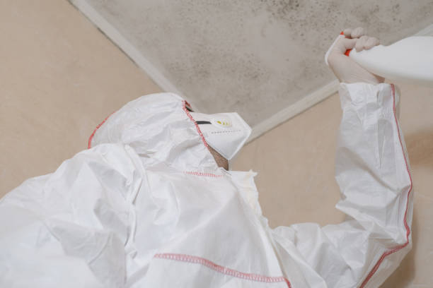 Best Toxic Mold Removal  in Napoleon, OH