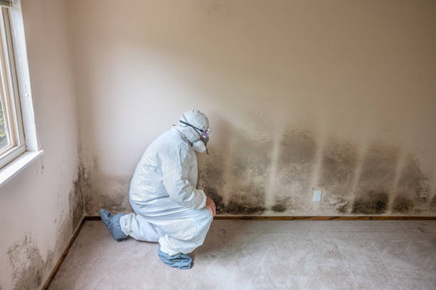 Best Attic Mold Removal  in Napoleon, OH