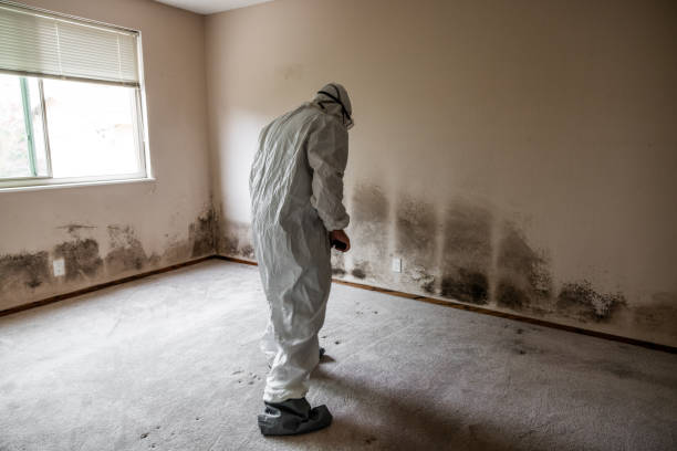 Best Professional Mold Removal  in Napoleon, OH