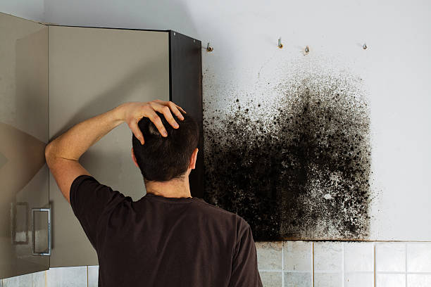 Best Affordable Mold Removal  in Napoleon, OH