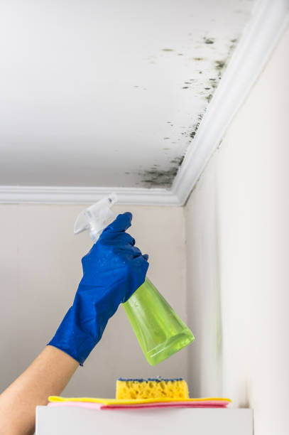 Best Mold Cleaning Services  in Napoleon, OH
